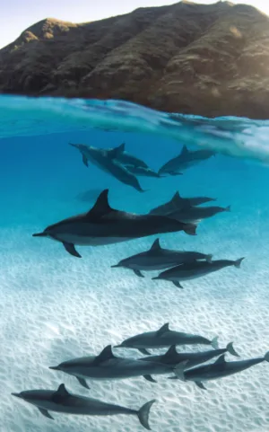 observation des baleines et des dauphins costa adeje