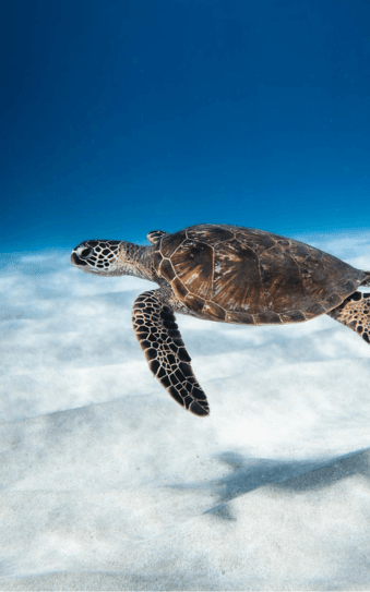 Turtles and manta rays Tenerife