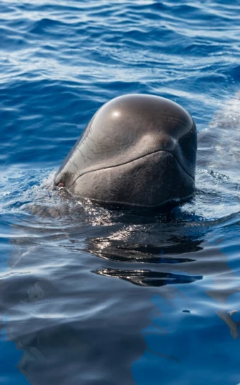 Observation des baleines à Gran Canaria (Puerto de Mogán)