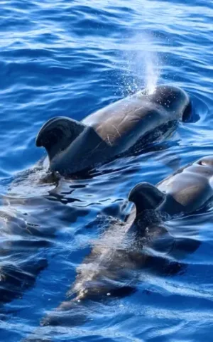 Whale watching in La Gomera (Valle Gran Rey)