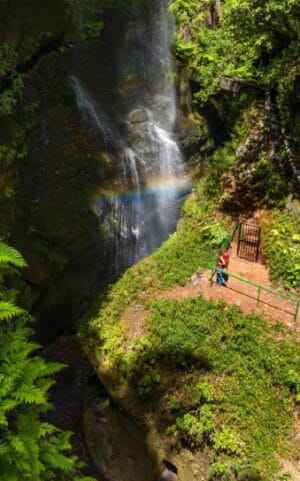 Los Tilos forest route