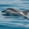 Whale and Dolphin Watching Gran Canaria