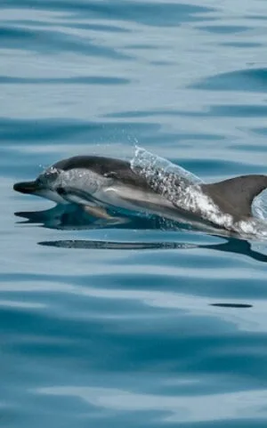 Observation des baleines et des dauphins à Gran Canaria