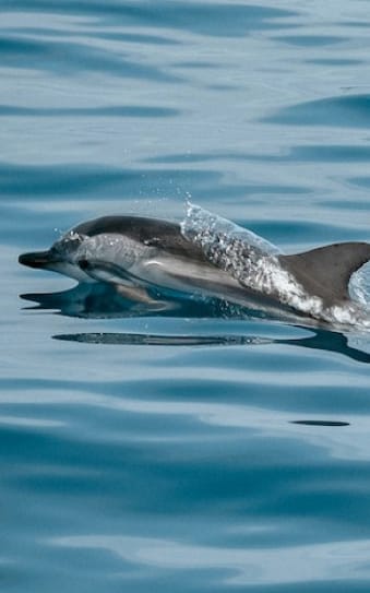 Observation des baleines et des dauphins à Gran Canaria