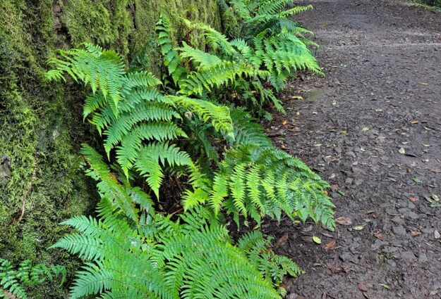 Senderismo por Anaga