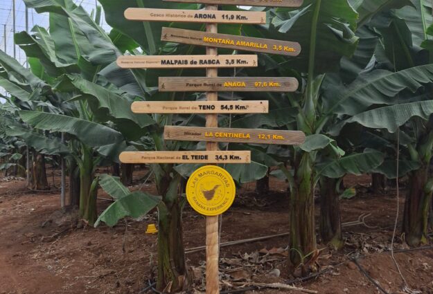 Bananenplantage