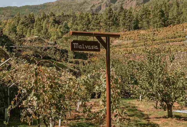 626697299e71fd331e89635a_129200129_5006757609349534_31468