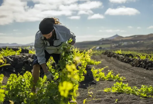 Weinkellereien auf Lanzarote