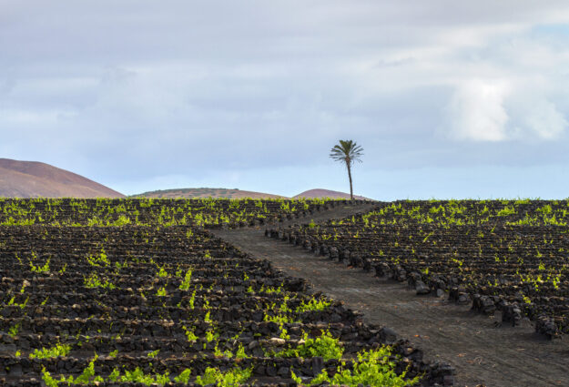 Weinkellereien auf Lanzarote