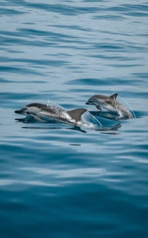 Whale and dolphin watching in Fuerteventura