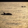 Avistamiento de Cetáceos en Lanzarote