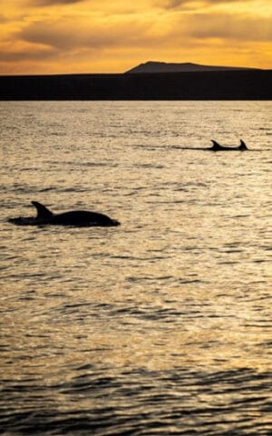 Whale and Dolphin Watching in Lanzarote