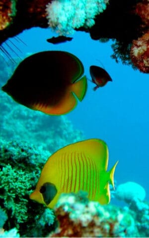 Diving baptism Gran Canaria