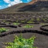 bodegas de lanzarote