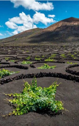 bodegas de lanzarote