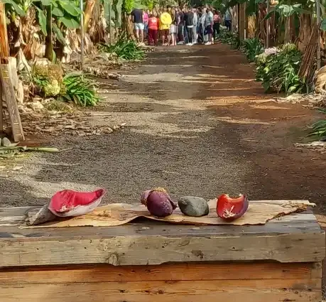 Visite d'une bananeraie aux Canaries