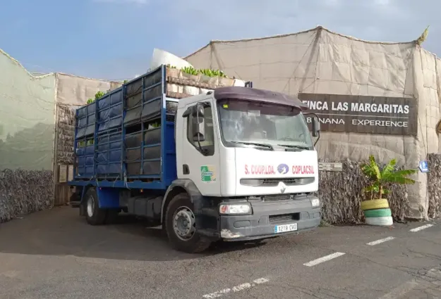 Visite d'une bananeraie aux Canaries