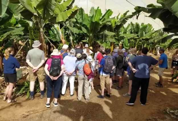 Visite d'une bananeraie aux Canaries