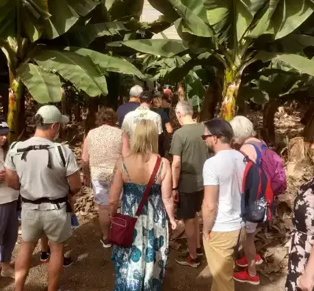 Visite d'une bananeraie aux Canaries