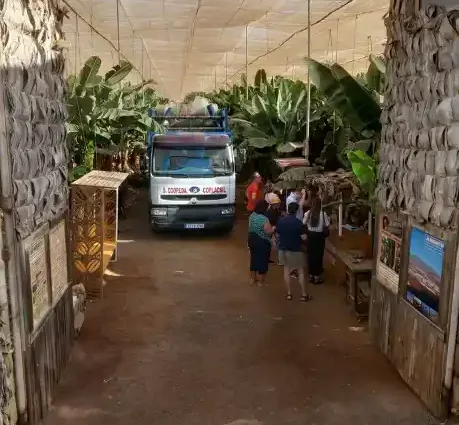 Visite d'une bananeraie aux Canaries