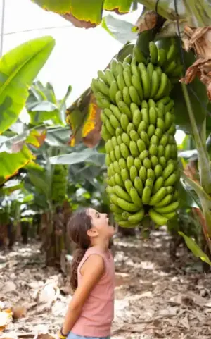Visita plantación de plátanos de Canarias