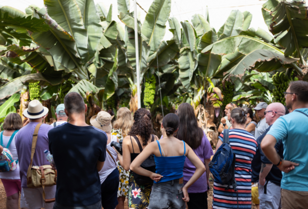 Visita plantaci&oacute;n de pl&aacute;tanos de Canarias (4)