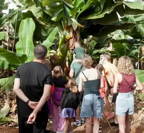 Visite d'une bananeraie aux Canaries