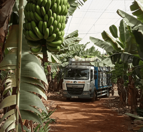 Visita plantaci&oacute;n de pl&aacute;tanos de Canarias
