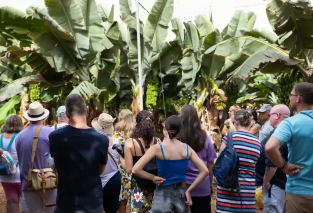 Visite d'une bananeraie aux Canaries