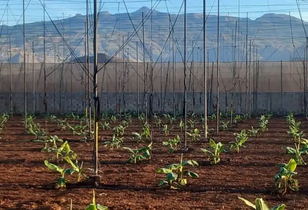 Visite d'une bananeraie aux Canaries