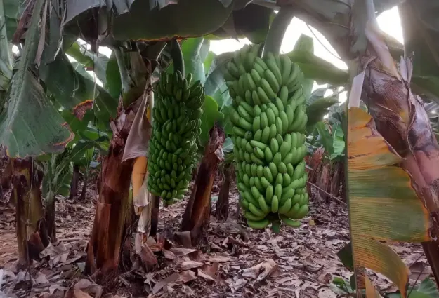 Visite d'une bananeraie aux Canaries