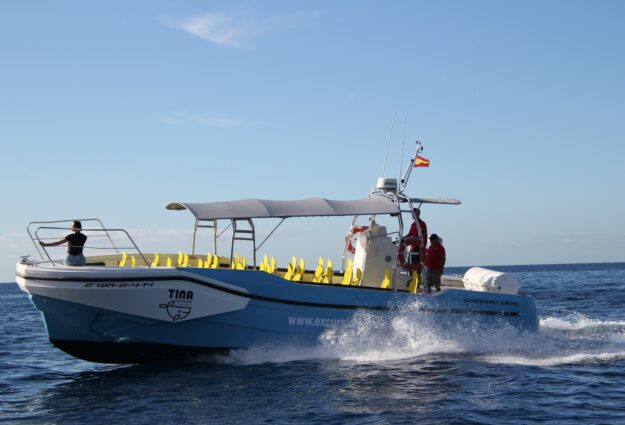 Observation des baleines et des dauphins à La Gomera