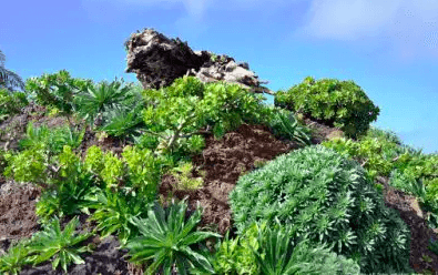 Qué ver en la isla de El Hierro