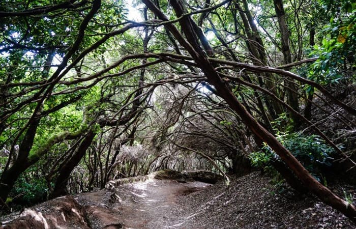 El sendero de los Sentidos de Anaga en Tenerife