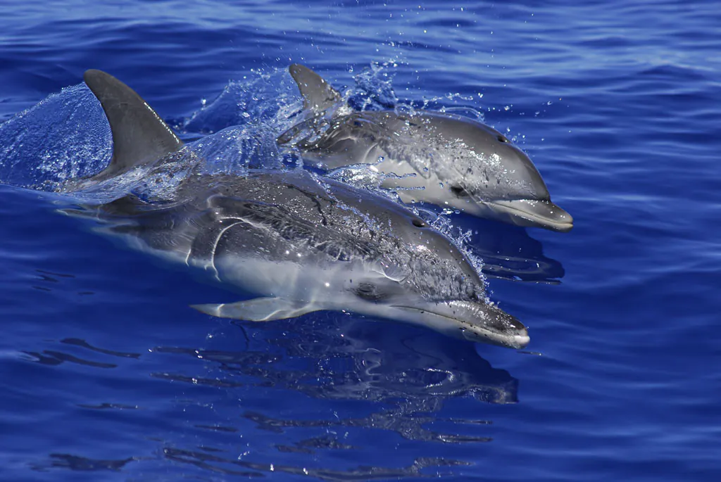 Whales and Dolphins in Tenerife