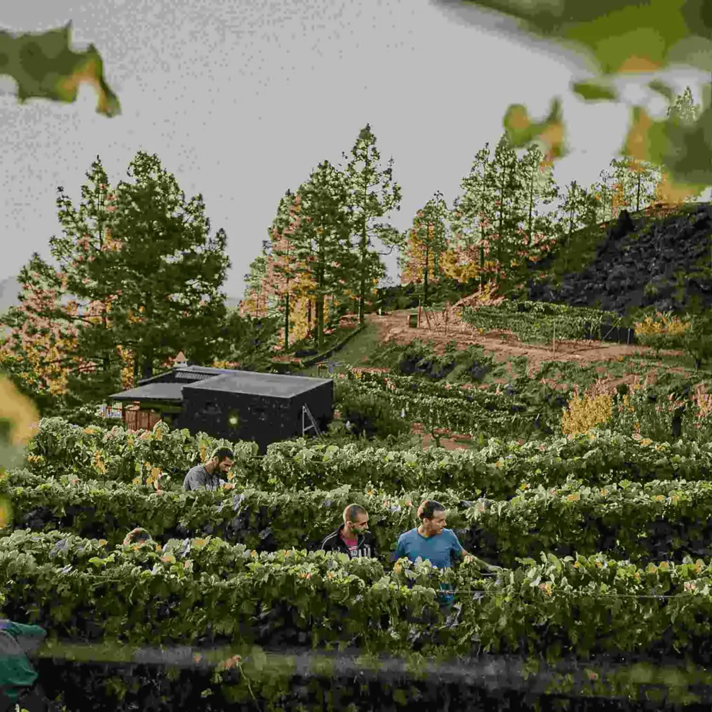 Wineries in Tenerife