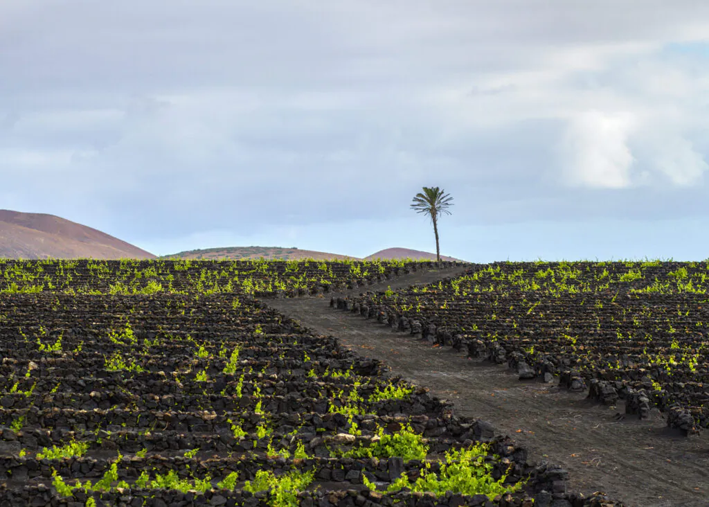 Wineries in Lanzarote