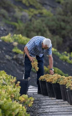 Visit to Bodegas Teneguía