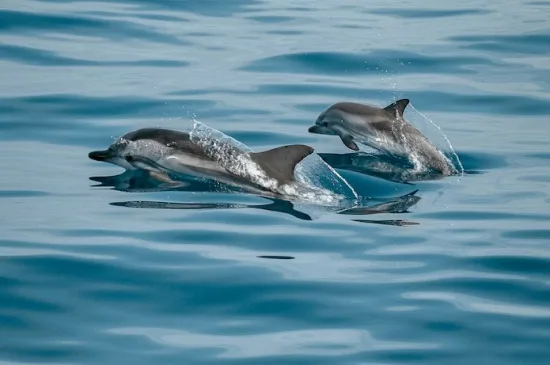 Whales and Dolphins in La Gomera