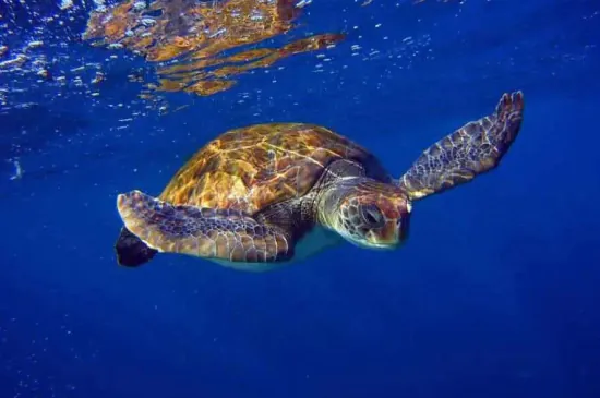 Turtles in Tenerife