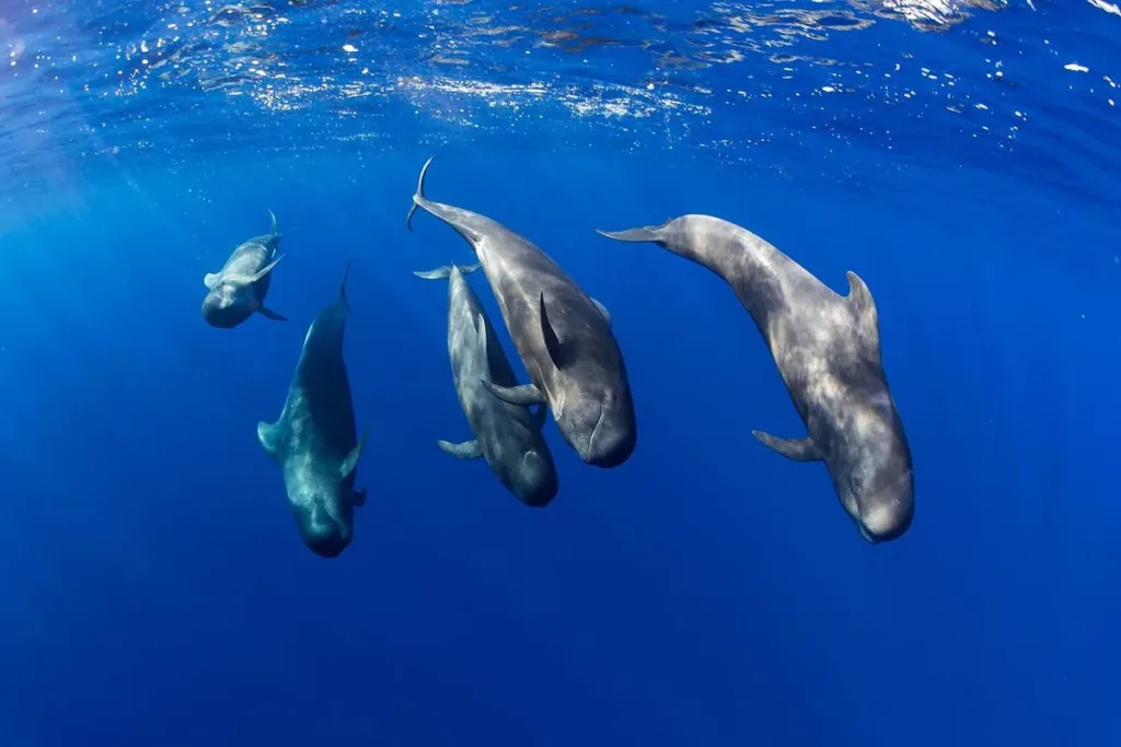 Whales & Dolphins in Fuerteventura