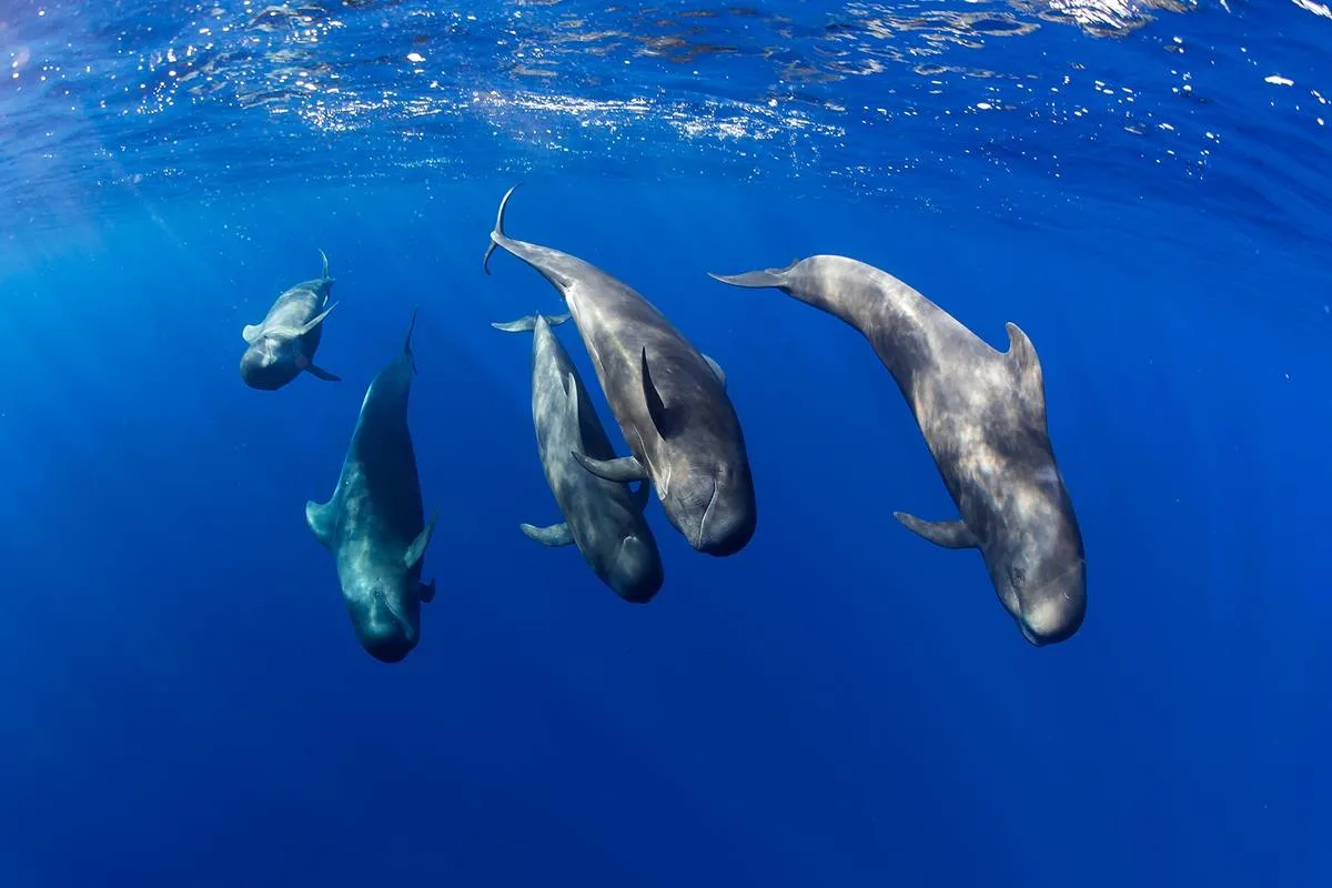 Ballenas y Delfines en Fuerteventura