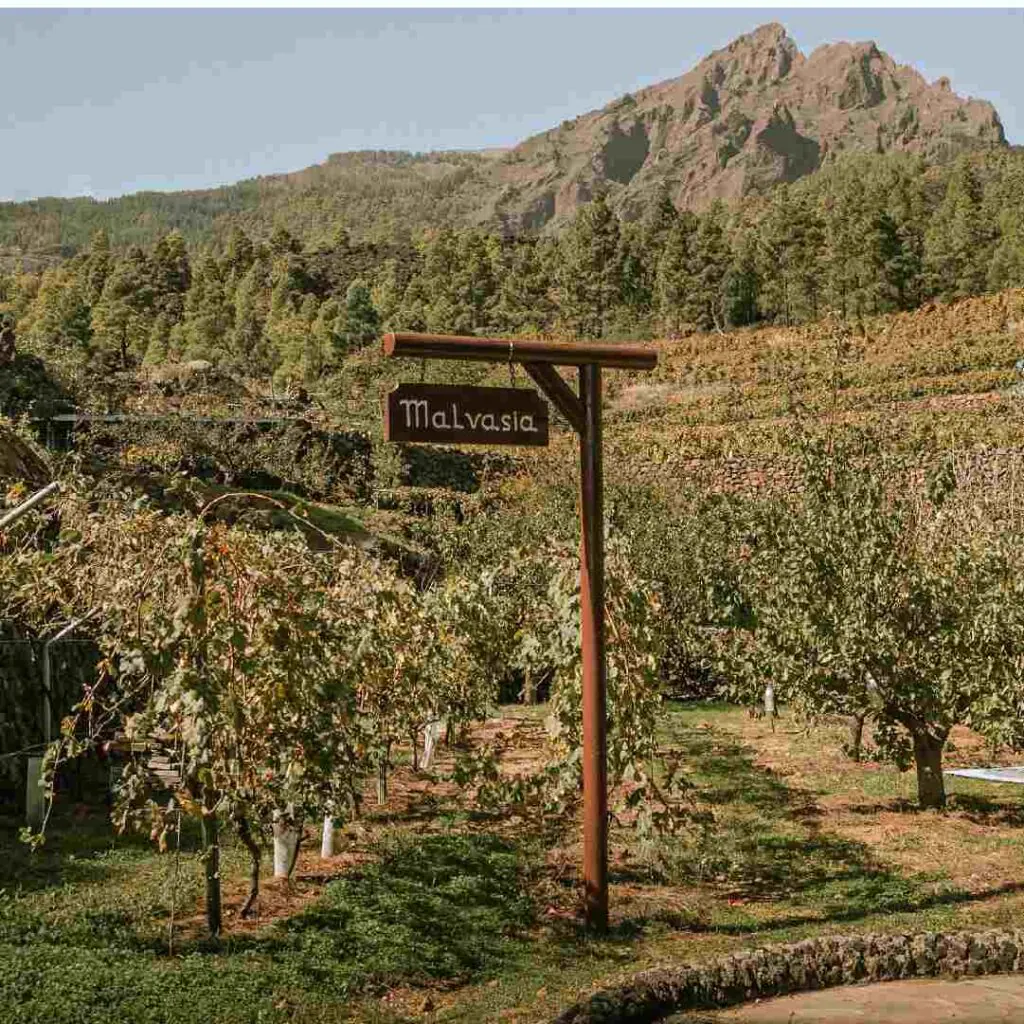 Wine tasting on La Palma