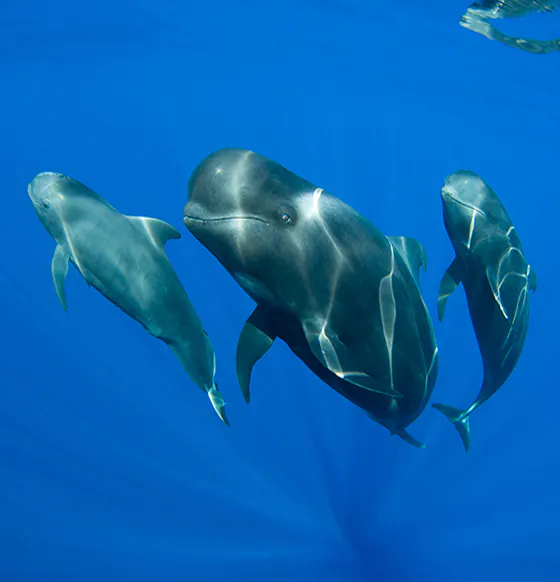 Whales and Dolphins in Gran Canaria