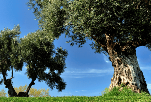 Yoga entre olivos para empresas