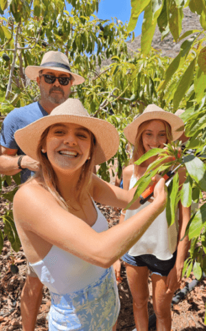 Avocado Experience Tahodio: finca sostenible de aguacates en Tenerife