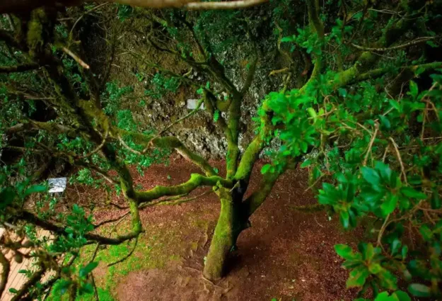 &Aacute;rbol sagrado el Hierro